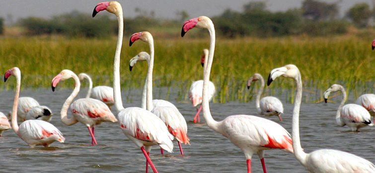 List of Bird sanctuaries of India
