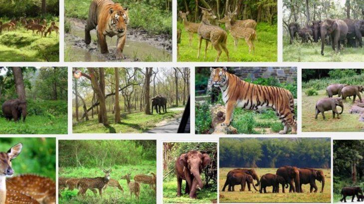 Wildlife Sanctuaries of India