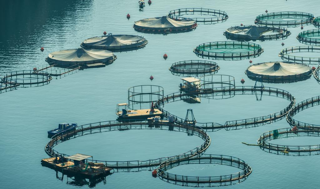 shafri-certification-scheme-for-aquaculture