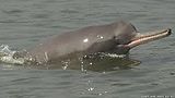The magnificent Ganges River Dolphin.jpg