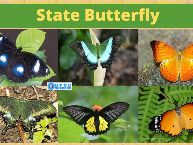 State Butterflies of India